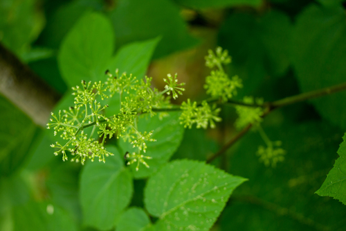 Aralia racemosa
