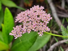 Chaerophyllum roseum