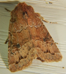 Protorthodes incincta