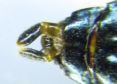 Acantholyda erythrocephala