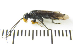 Acantholyda erythrocephala