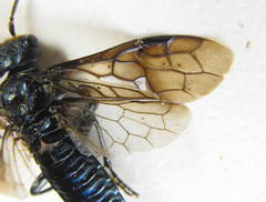 Acantholyda erythrocephala