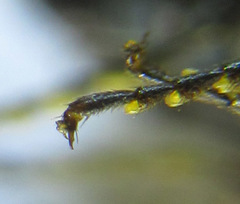 Acantholyda erythrocephala