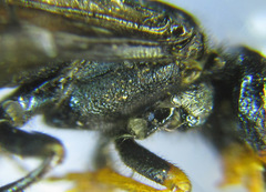 Acantholyda erythrocephala