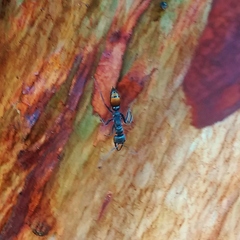 Myrmecia mandibularis