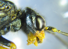 Acantholyda erythrocephala