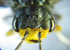 Acantholyda erythrocephala