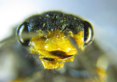 Acantholyda erythrocephala