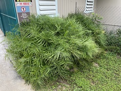 Zamia portoricensis