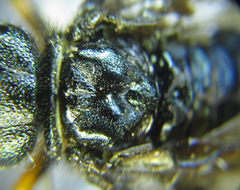 Acantholyda erythrocephala