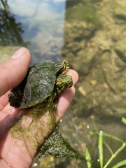 Trachemys scripta