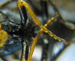 Acantholyda erythrocephala