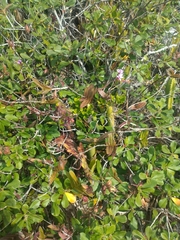 Epidendrum denticulatum