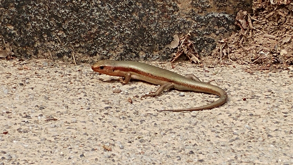 Japanese five-lined skink