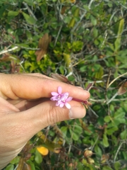 Epidendrum denticulatum