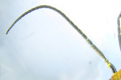 Acantholyda erythrocephala