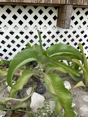 Kalanchoe mortagei