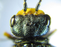 Acantholyda erythrocephala