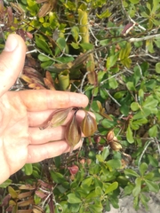 Epidendrum denticulatum