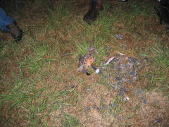 Nyctidromus albicollis