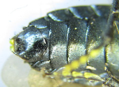 Acantholyda erythrocephala