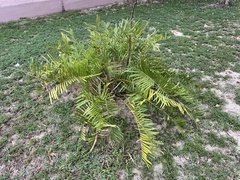 Zamia portoricensis