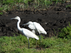 Egretta garzetta