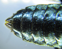 Acantholyda erythrocephala