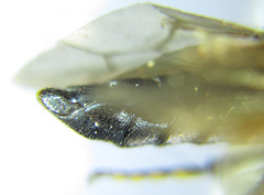 Acantholyda erythrocephala