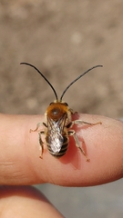 Eucera spurcatipes