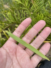 Zamia portoricensis