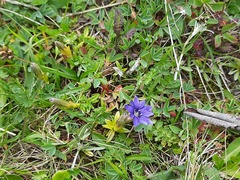 Gentiana dshimilensis