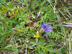 Gentiana dshimilensis
