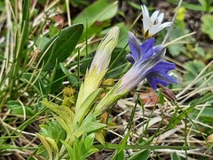 Gentiana dshimilensis