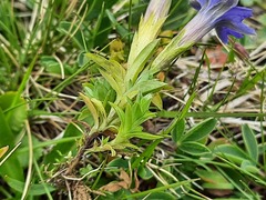 Gentiana dshimilensis