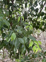 Amyris elemifera