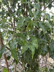 Amyris elemifera