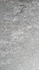 Masticophis lateralis lateralis