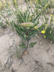 Asclepias hallii