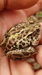 Fejervarya kawamurai