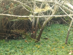 Alchornea triplinervia