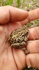 Fejervarya kawamurai