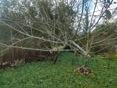 Alchornea triplinervia