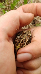 Fejervarya kawamurai