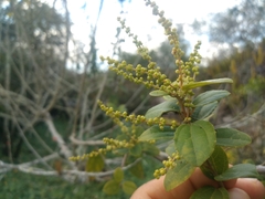 Alchornea triplinervia