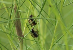 Leptinotarsa lineolata