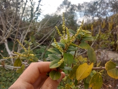 Alchornea triplinervia