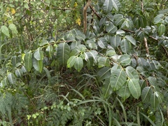 Cryptostegia madagascariensis