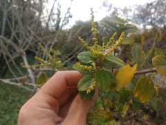 Alchornea triplinervia