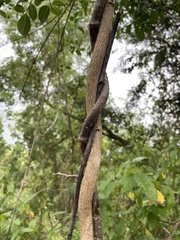Cryptostegia madagascariensis